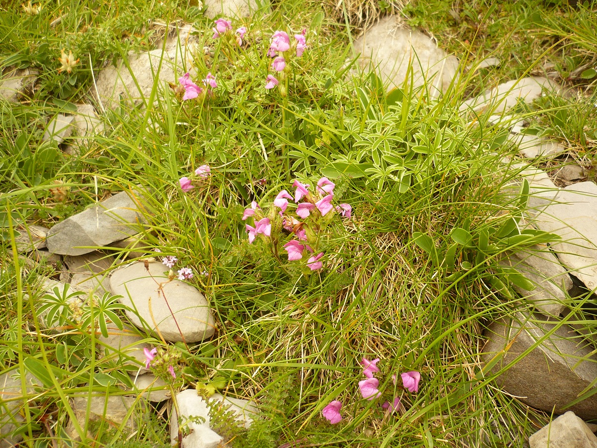 Pedicularis pyrenaica (Orobanchaceae)